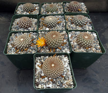 Load image into Gallery viewer, Sulcorebutia arenacea