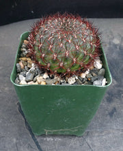 Load image into Gallery viewer, Rebutia mentosa