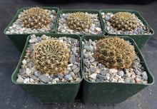 Load image into Gallery viewer, Sulcorebutia candiae "Purple cactus w/ curly spines*