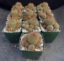 Load image into Gallery viewer, Rebutia fulviceta