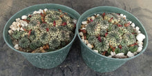 Load image into Gallery viewer, Sulcorebutia rauschii Green Form *larger*