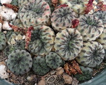 Load image into Gallery viewer, Sulcorebutia rauschii Green Form *larger*