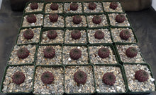 Load image into Gallery viewer, Sulcorebutia rauschii f. violacea