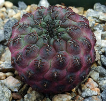 Load image into Gallery viewer, Sulcorebutia rauschii f. violacea