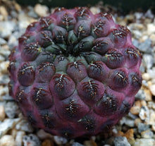 Load image into Gallery viewer, Sulcorebutia rauschii f. violacea