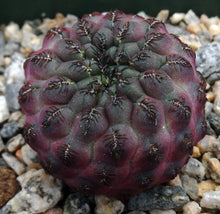 Load image into Gallery viewer, Sulcorebutia rauschii f. violacea