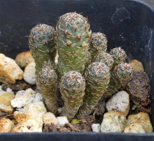 Load image into Gallery viewer, Sulcorebutia taratensis var. minima