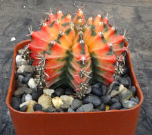 Load image into Gallery viewer, Gymnocalycium 'Sunset'