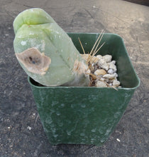 Load image into Gallery viewer, Echinopsis lageniformis monstrose (Trichocereus bridgesii monstrose)