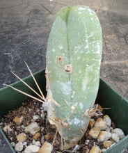 Load image into Gallery viewer, Echinopsis lageniformis monstrose (Trichocereus bridgesii monstrose)
