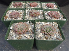 Load image into Gallery viewer, Tacitus bellus (Graptopetalum bellum)