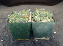 Load image into Gallery viewer, Cumulopuntia pentlandii (Tephrocactus) *Miniature Ball Shape Cactus*