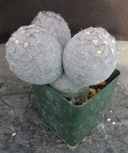 Load image into Gallery viewer, Tephrocactus geometricus
