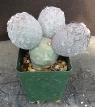 Load image into Gallery viewer, Tephrocactus geometricus