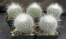 Load image into Gallery viewer, Thelocactus macdowellii