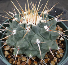 Load image into Gallery viewer, Thelocactus rinconensis *Larger Plant*