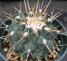 Load image into Gallery viewer, Thelocactus rinconensis *Larger Plant*