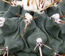 Load image into Gallery viewer, Thelocactus rinconensis *Larger Plant*