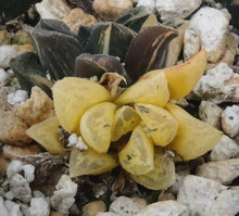 Load image into Gallery viewer, Haworthia pygmaea 'Tiger pygmaea' Variegated