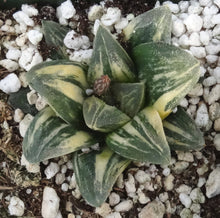 Load image into Gallery viewer, Haworthia pygmaea 'Tiger pygmaea' Variegated
