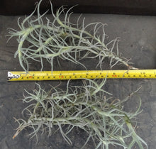 Load image into Gallery viewer, Tillandsia paleacea