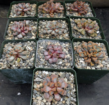 Load image into Gallery viewer, Titanopsis hugoschlecteri