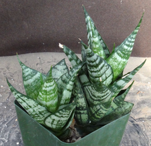 Load image into Gallery viewer, Sansevieria Tower (Dracaena)