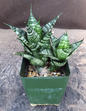 Load image into Gallery viewer, Sansevieria Tower (Dracaena)