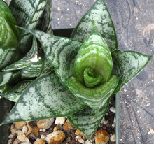 Load image into Gallery viewer, Sansevieria Tower (Dracaena)