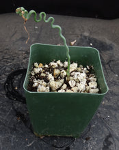 Load image into Gallery viewer, Trachyandra tortilis *Winter growing geophyte*
