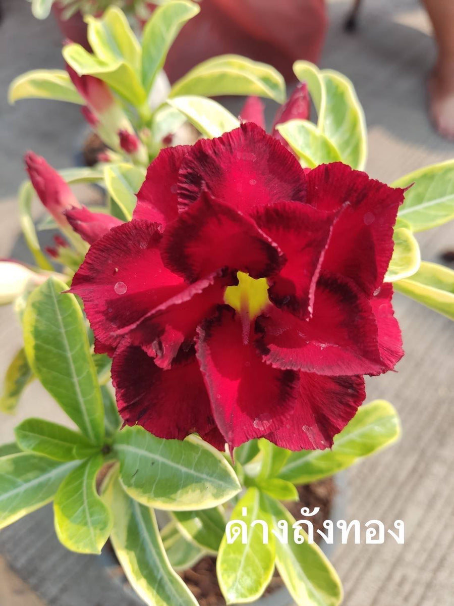 TrangThong_1200x1200.jpg?v=