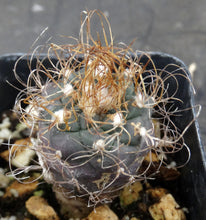 Load image into Gallery viewer, Turbinicarpus Sp (Dudu?)