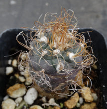 Load image into Gallery viewer, Turbinicarpus Sp (Dudu?)