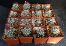 Load image into Gallery viewer, Turbinicarpus nicolae