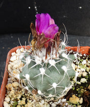 Load image into Gallery viewer, Turbinicarpus nicolae