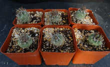 Load image into Gallery viewer, Turbinicarpus schwarzii