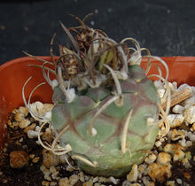 Load image into Gallery viewer, Turbinicarpus schwarzii