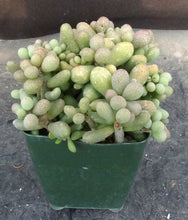 Load image into Gallery viewer, Tylecodon schaeferianus *Jelly Bean Leaves*