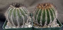 Load image into Gallery viewer, Uebelmannia pectinifera v. multicostata
