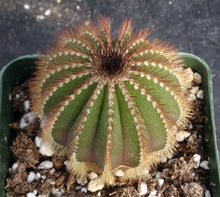 Load image into Gallery viewer, Uebelmannia eriocactoides x pectinifera