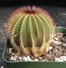 Load image into Gallery viewer, Uebelmannia eriocactoides x pectinifera