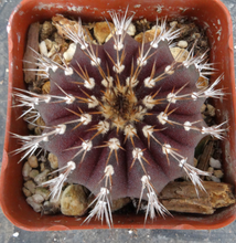 Load image into Gallery viewer, Uebelmannia buiningii x pectinifera