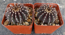 Load image into Gallery viewer, Uebelmannia buiningii x pectinifera