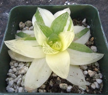 Load image into Gallery viewer, Haworthia cymbiformis 'variegata'