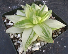 Load image into Gallery viewer, Haworthia cymbiformis 'variegata'