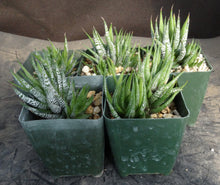 Load image into Gallery viewer, Haworthia fasciata 'Wet Paint'