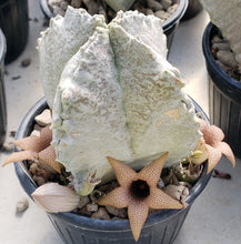 Load image into Gallery viewer, Whitesloanea crassa