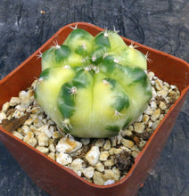 Load image into Gallery viewer, Gymnocalycium 'Yellow Marble'