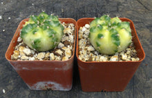 Load image into Gallery viewer, Gymnocalycium 'Yellow Marble'