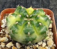 Load image into Gallery viewer, Gymnocalycium 'Yellow Marble'